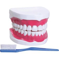 Arcada Dentária 