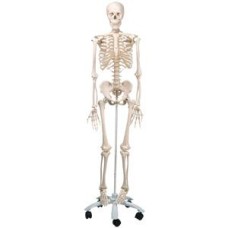 Esqueleto 170 cm, Padrão, com Suporte e Base com Rodas