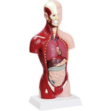 Torso Assexuado Torso Assexuado