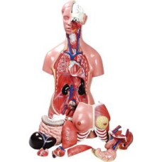 Torso 85 cm, Bissexual Torso 85 cm, Bissexual